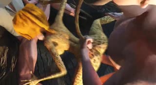 A deranged gimp fucks a loli’s tight little asshole