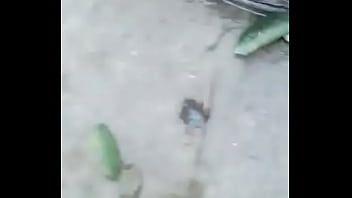 Ensenando La Panocha