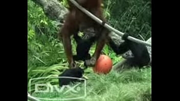 Unknown - 2025 - Wild - Performance - Video 6536679