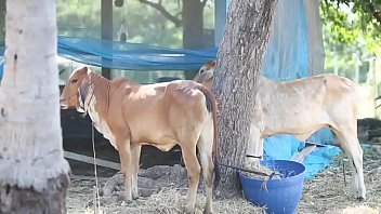 Gthai Movie 15 - Jurassic Porn-part1