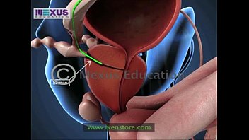 Learn About The Male And Female Reproductive Systems - Men For Women Women For Men