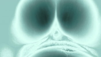 Xray Fuck Dominican Fucking Nice