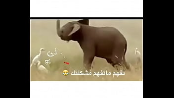 Hamodi Abn Khalid W Alawy