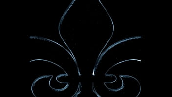 Eu, Tu - Unknown - 2025 - Wild - Experience - Video 5456526