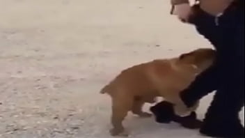 Humor, Cachorro, Cao - Unknown - 2025 - Hot - Session - Video 5326235