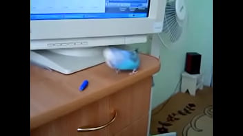 Happy, Bird - Unknown - 2025 - Hot - Performance - Video 5231789