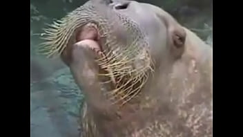 Chica Latina Hot 7u7