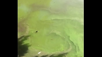 Tartarugas Ninjas Tranzando Debaixo Da água