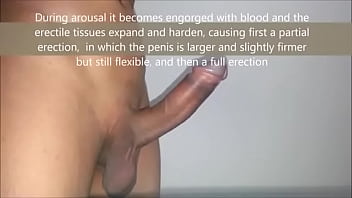 Complete Penis Erection Process Educational - Youtube