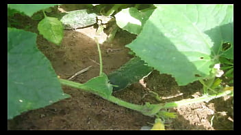 Hardcore, Cucumber, Weird, Strange - Unknown - 2025 - Wild - Performance - Video 4979938