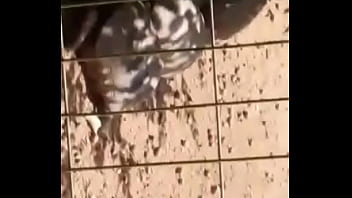 Otakinhos Vendo Tartugas Fodendo Gostoso