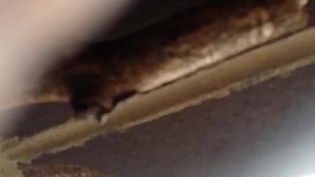 Girl Gives Head Outside