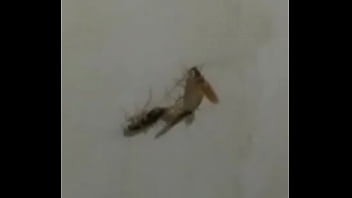 Baratas Fodendo Loucamente Vericalmente