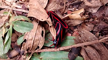 Inseta Asuda Flagrada Mandando Ver