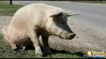 Video 20170602102440131 by videoshow