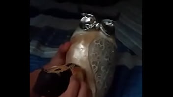 Buhos Cogiendo Bien Rukistrukis-metelo Ya