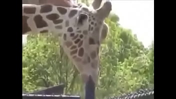 Girafa Safadinha,se Lambuzando No Ferro Bem Dotado