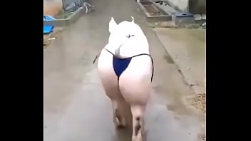 Het Grappenparadijs Has 39790 Members. Grappige Fotosafbeeldingenclipjes