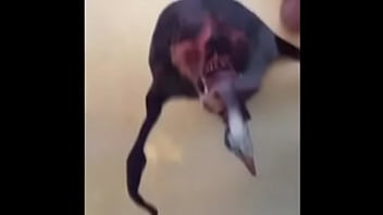 Gully Wompus Xxx Sex Music Video - video, sex, xxx, music, soloboy, gullywompus - Video 4219386