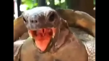 Tartaruga Pegando Esposa Sem Dó Nem Piedade , Pra Bater A Vida Toda