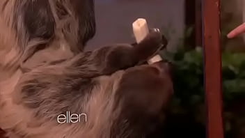 Sloth Shows Dick Eating Skills