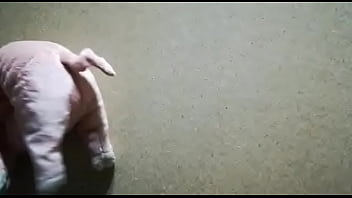 Porco Arrapato Viene Trapano .