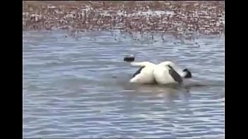 Yopatos Em Ritual De Acasalamento