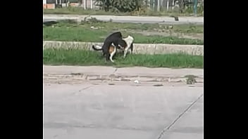 Gay, Pitos, Largos - Gay - 2025 - Steamy - Experience - Video 4057745