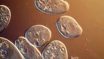 Protozoario Novinha Cheia De Tesa1 Fode Gostoso Com Protozoario Negao Bem Dotado