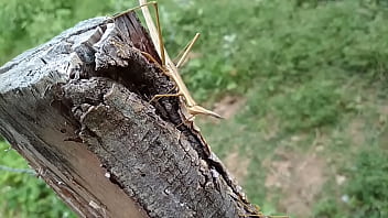 Suruba De Pau Gostoso No Mato