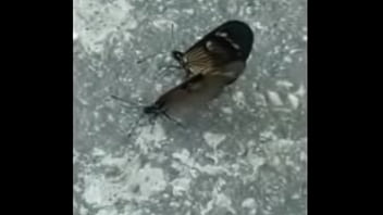 Borboletas Cupulando Ao Som De Pumped Up Kicks