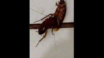 Maria Do Bueiro Fudendo Com Joãonzinho Do Ralo