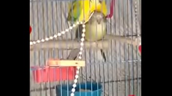 Perra Golfa Se La Come