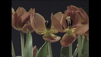 Cut-lo - Notifiche (trailer)