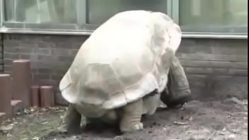 Terribles Gemidos Suelta