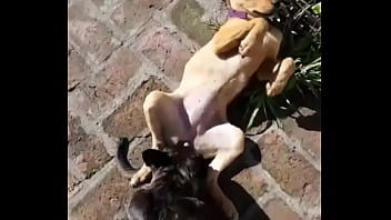 Olivia Y Laserdance Blowjob