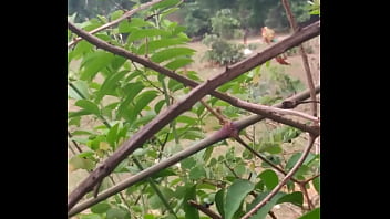 Shemale, Village-bhabi, Desi-chachi - Shemale - 2025 - Hot - Show - Video 3936943