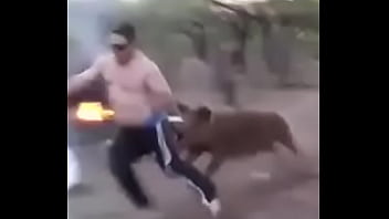 Mama Chancha Defiende A Su Chanchito De Un Bobalicon