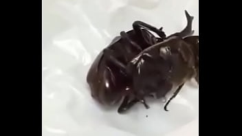 Besourinha Safada Dando O Furico