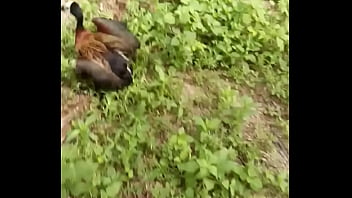 Gordinho Safadinho No Mato