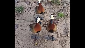 Comendo Gostoso Na Grama