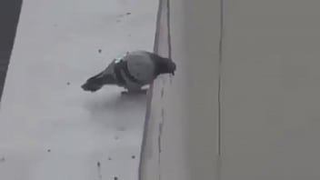 Mexicana Gorda Se Coje A Jovenes Virgenes Por Un Mal Entendido _tucamomos :_v_