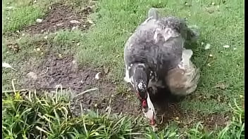 Voy A La Granja Con Mi Prima Y Pasa Esto