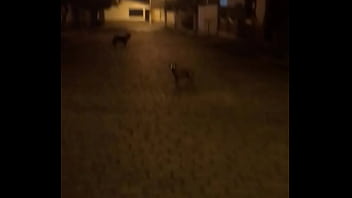 Catioro Fudendo Na Mimha Rua