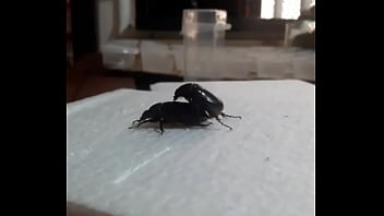 Interracial, Pov, Shemale - Shemale - 2025 - Wild - Scene - Video 3917004