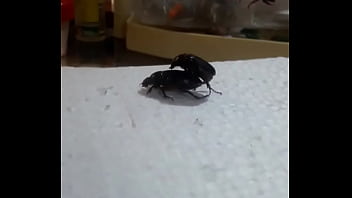 Interracial, Pov, Shemale - Shemale - 2025 - Sexy - Performance - Video 3916994