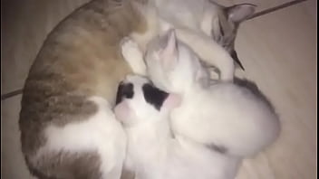 Gatas Novinhas Assanhadas Mamando A Propria Mae