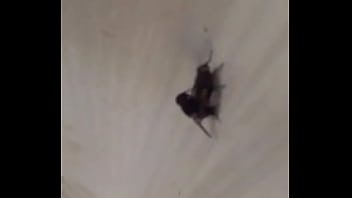 Hot Sexy Aunty Fucking