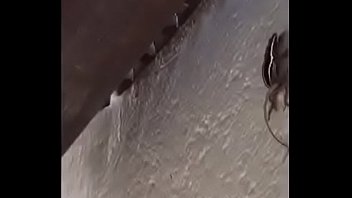 Lagartijas Valientes Cogen En La Pared