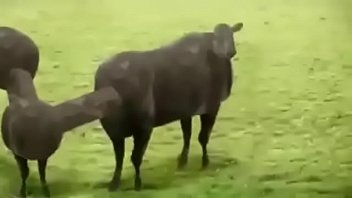 Vaquinhas Safadas Dan_ando